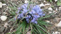 /album/wildflowers/bellevalia-hyacinthoides-iraion-1-end-n-elladas-jpg/